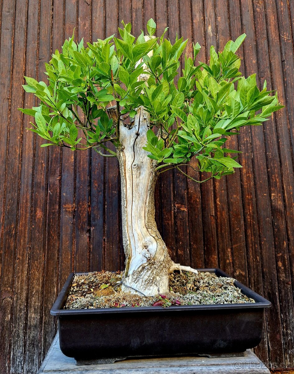 Bonsai, Bonsaj - Evonymus 2