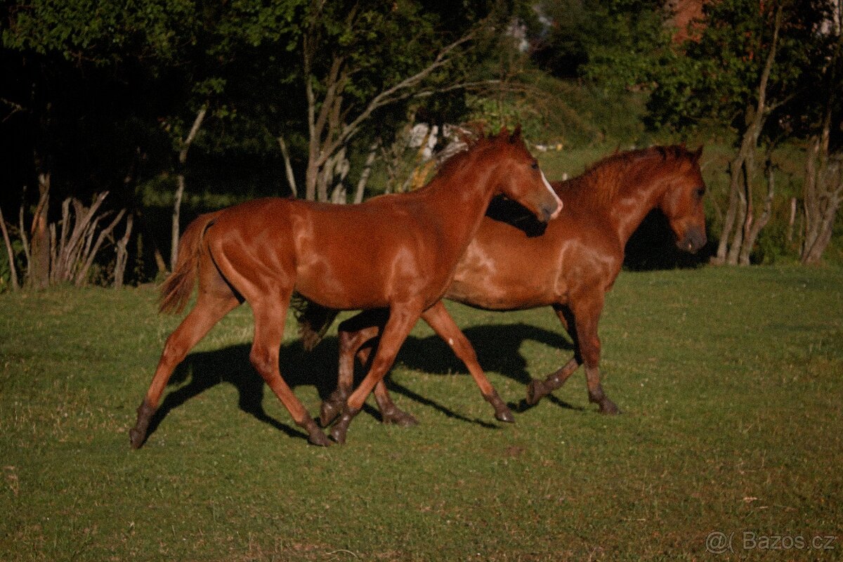 AQH hřebeček