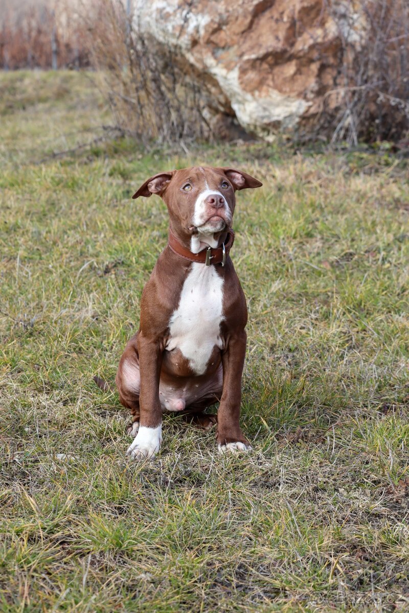 APBT ,americký pitbullterier, pittbul , pittbull teriér s PP
