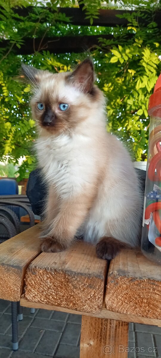 Kocourek Ragdoll