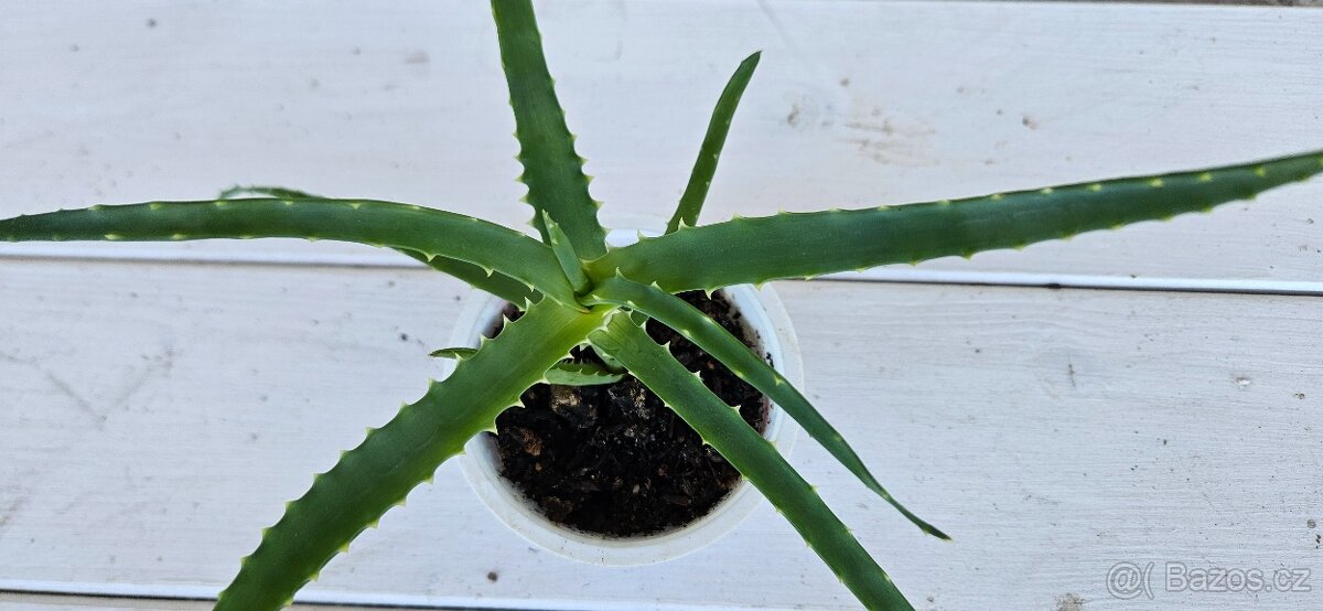 Aloe Arborescens