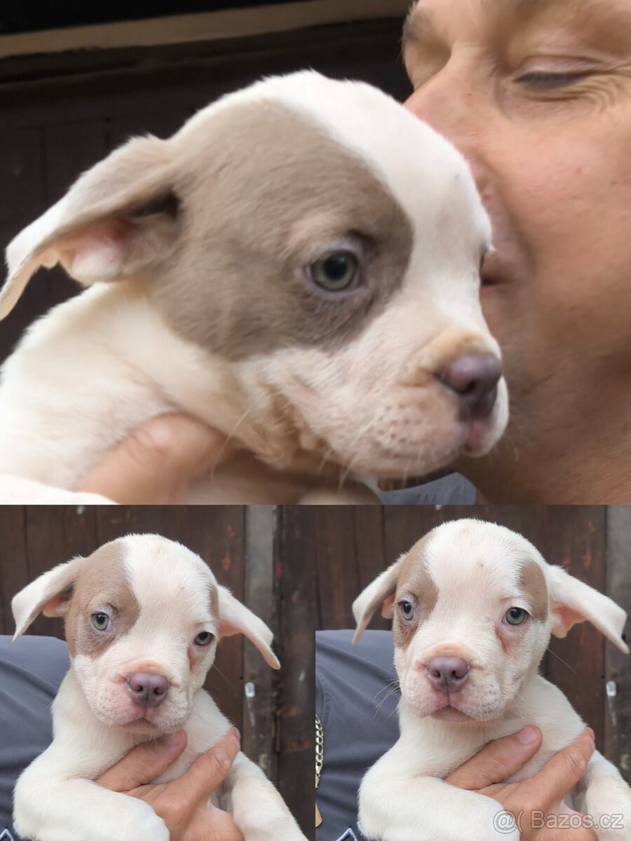 American Bully XL TOP rodokmen originál ABKC USA