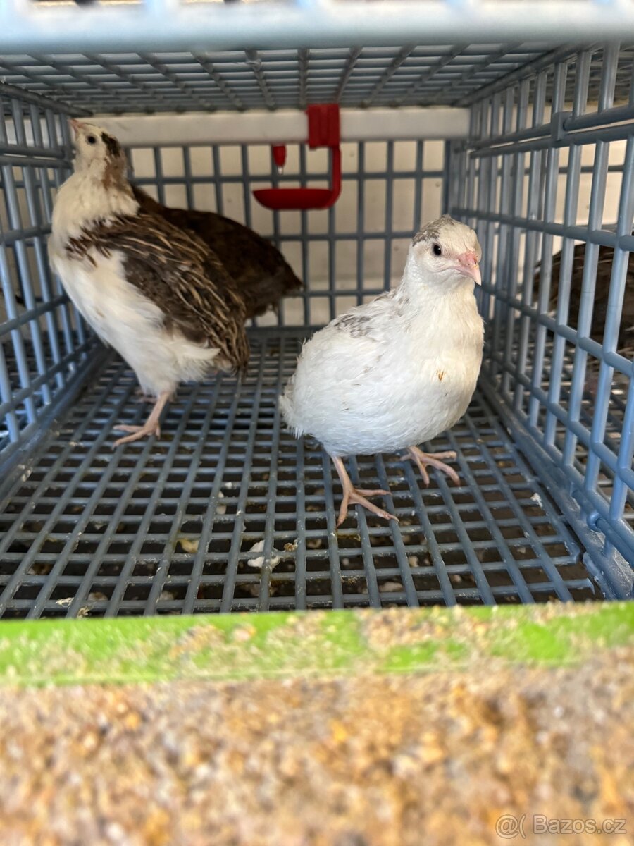 Kohoutci křepelky Celadon a Japonské nosné.