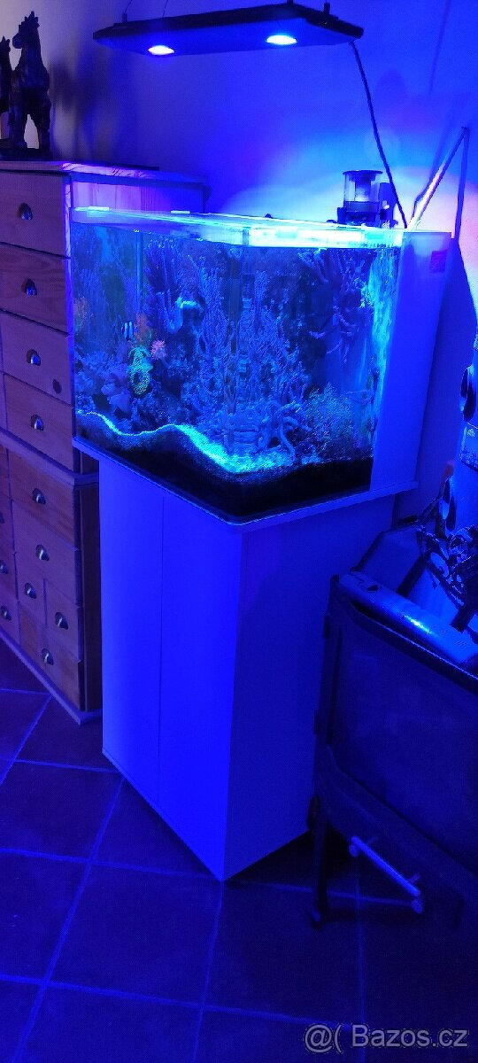 Akvarijní ryby Drobní savci Kočky Koně Koně - potřeby Koně