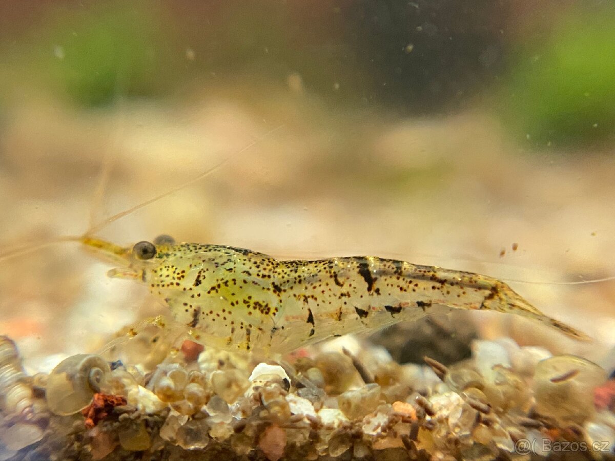 Krevetky - Neocaridina (temer transparentni kusy)