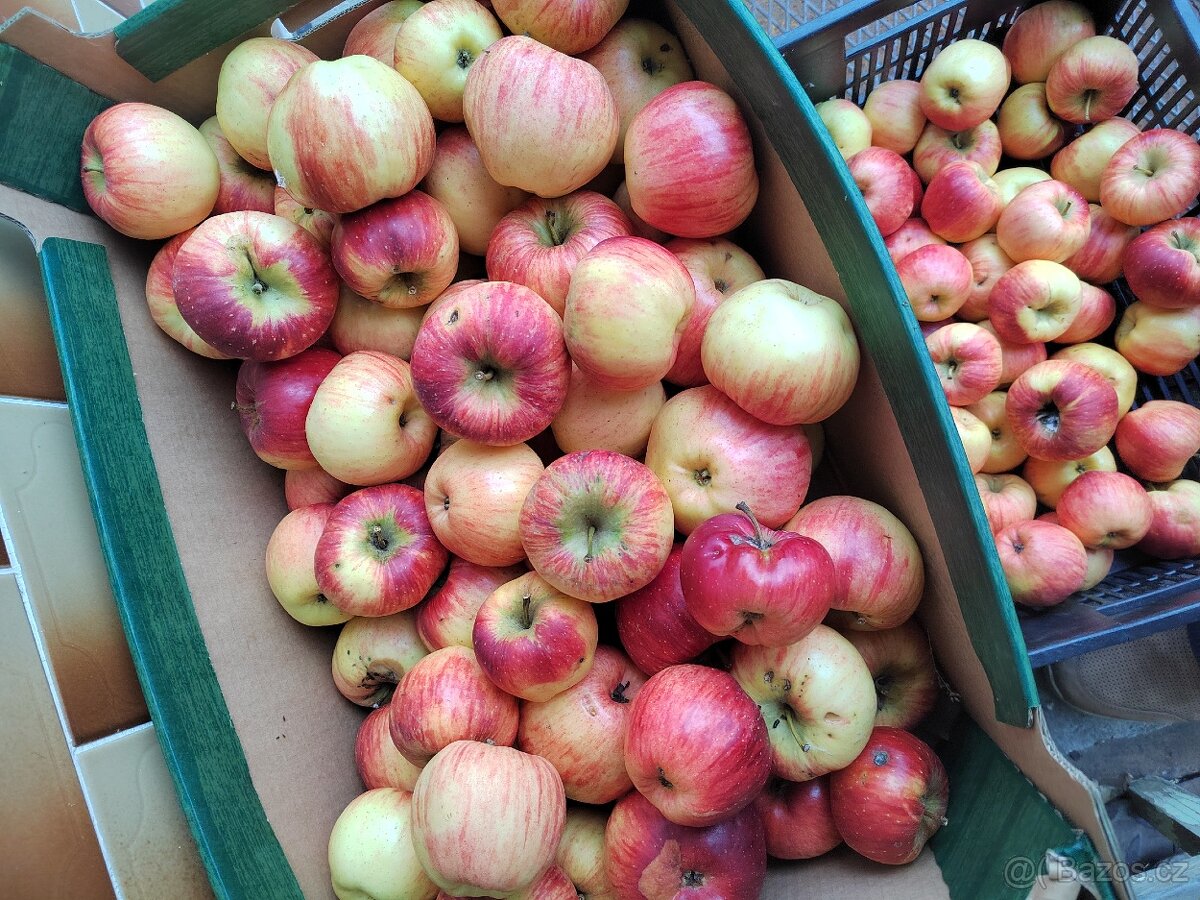 Prodám nestříkaná bio jablka - různé druhy a velikosti