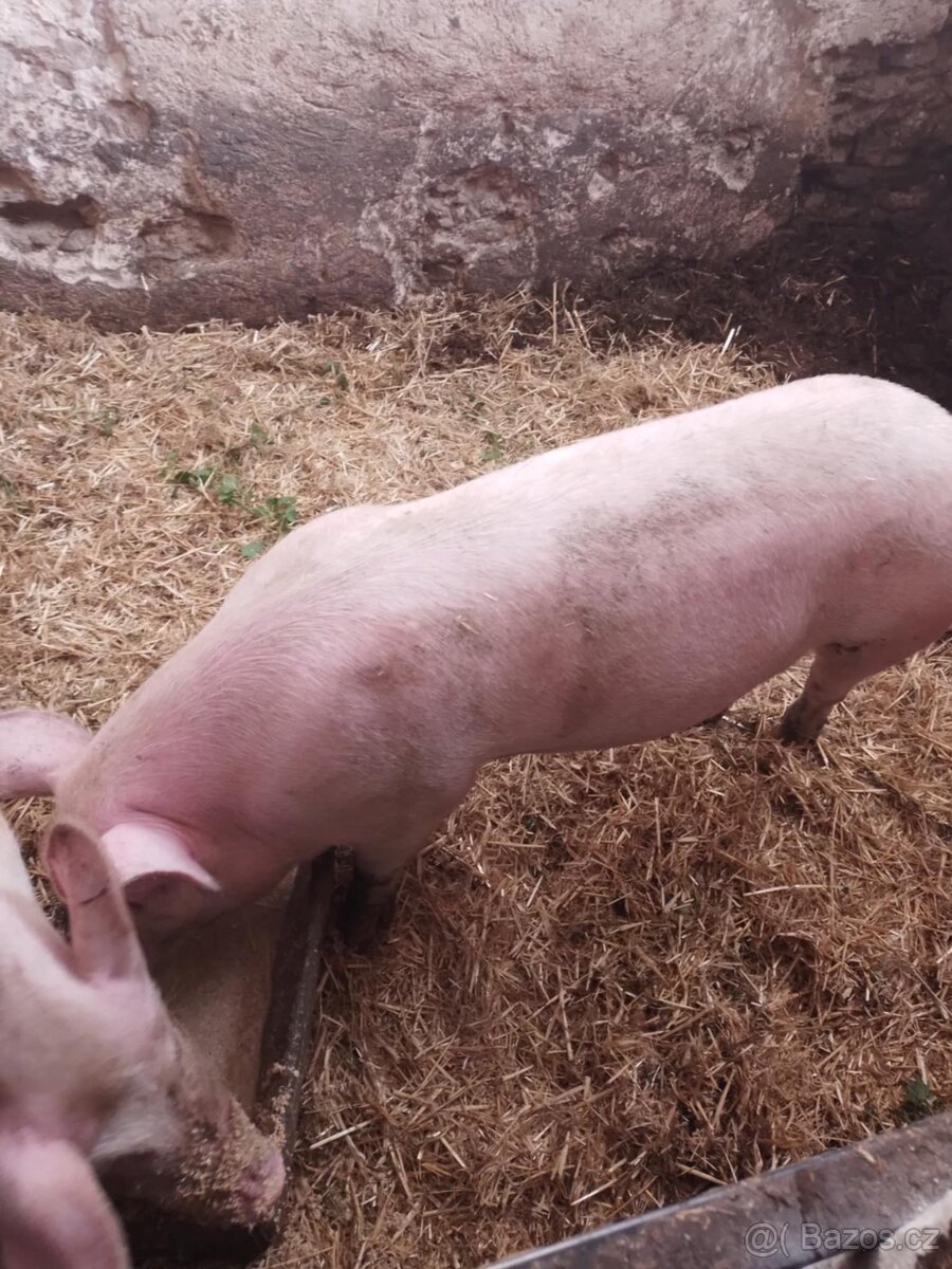 Domácí vykrmené prase