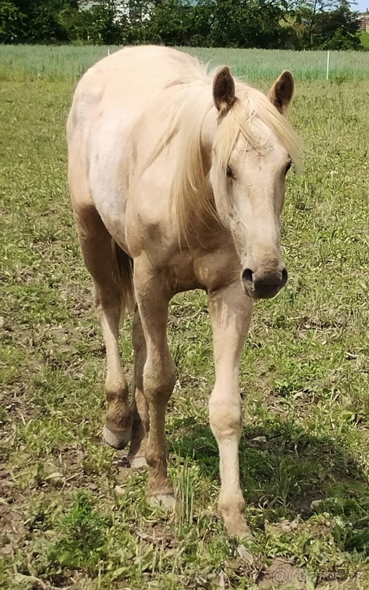Palomino Foundation Appaloosa valášek
