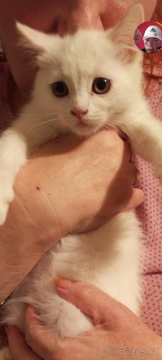 Prodej Britských kotatek