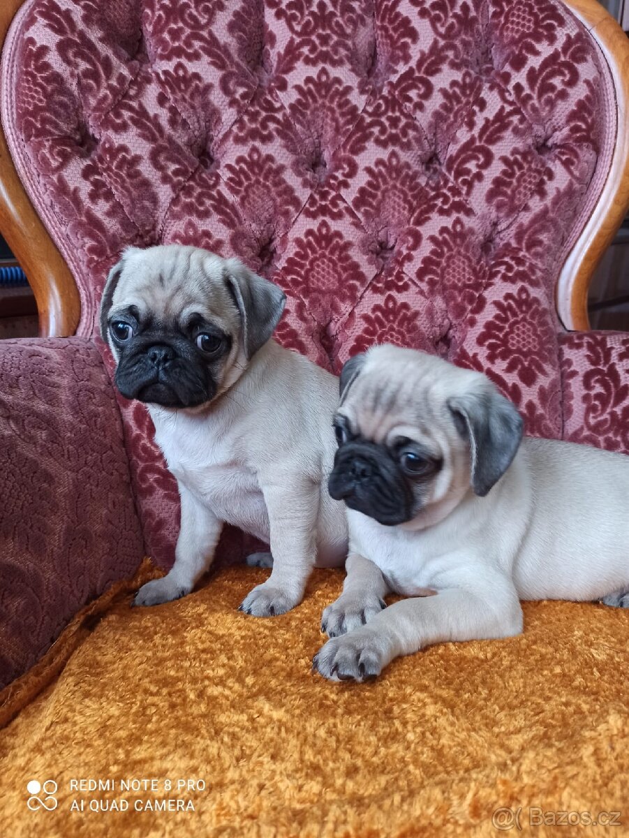 Mops
