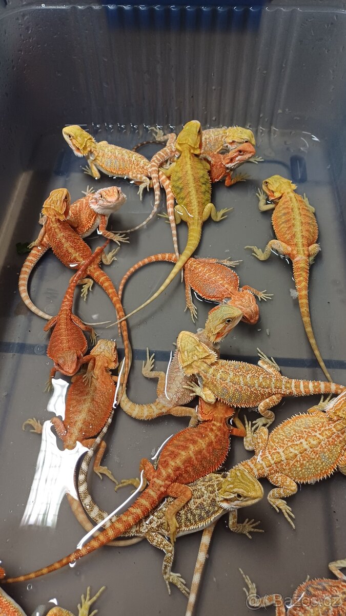 Agama vousatá