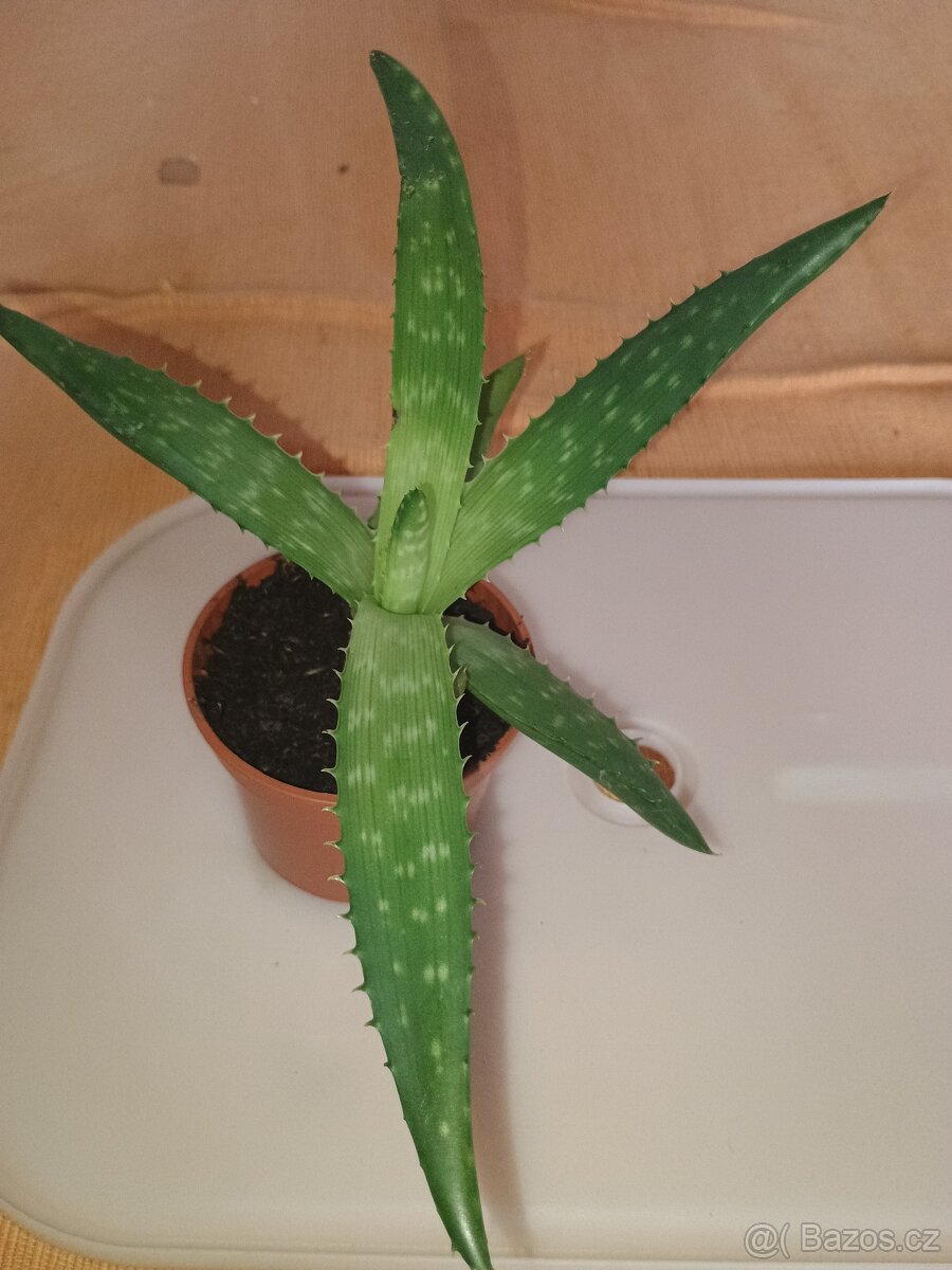 Aloe Vera