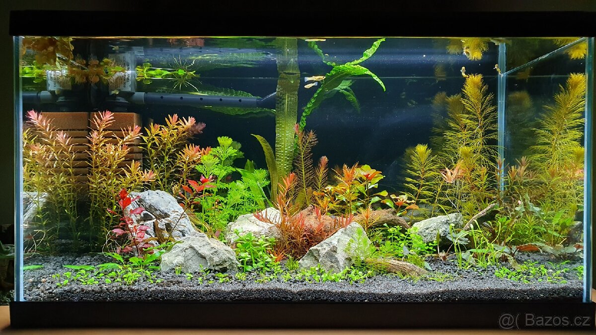 Set akvarijnich rostlinek pro 60l akvarium