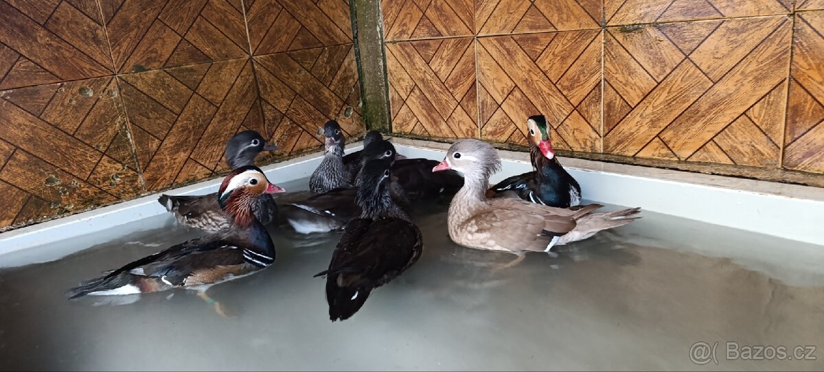 Prodám letošní Kachničky Mandarinké