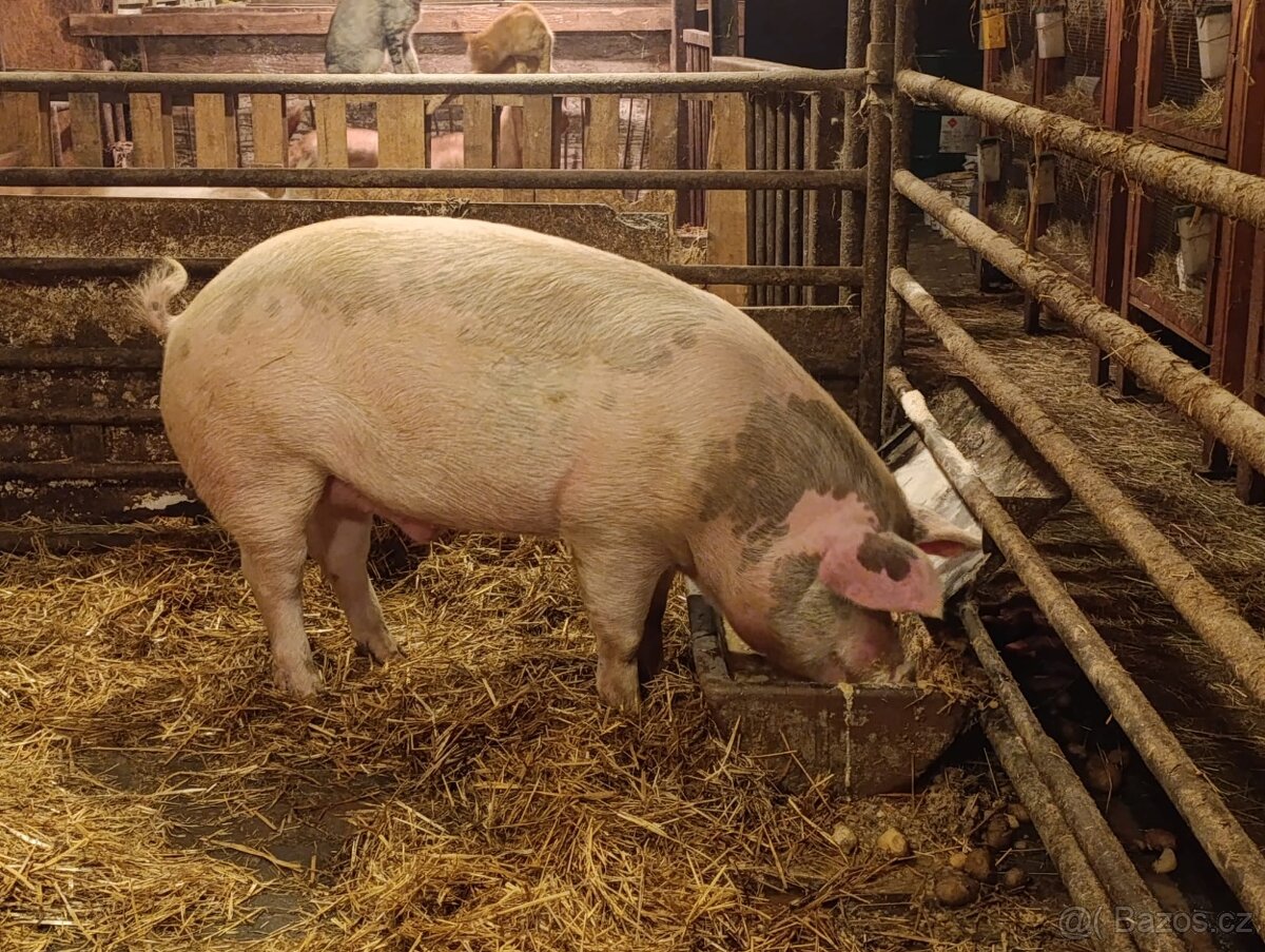 Vykrmené prase