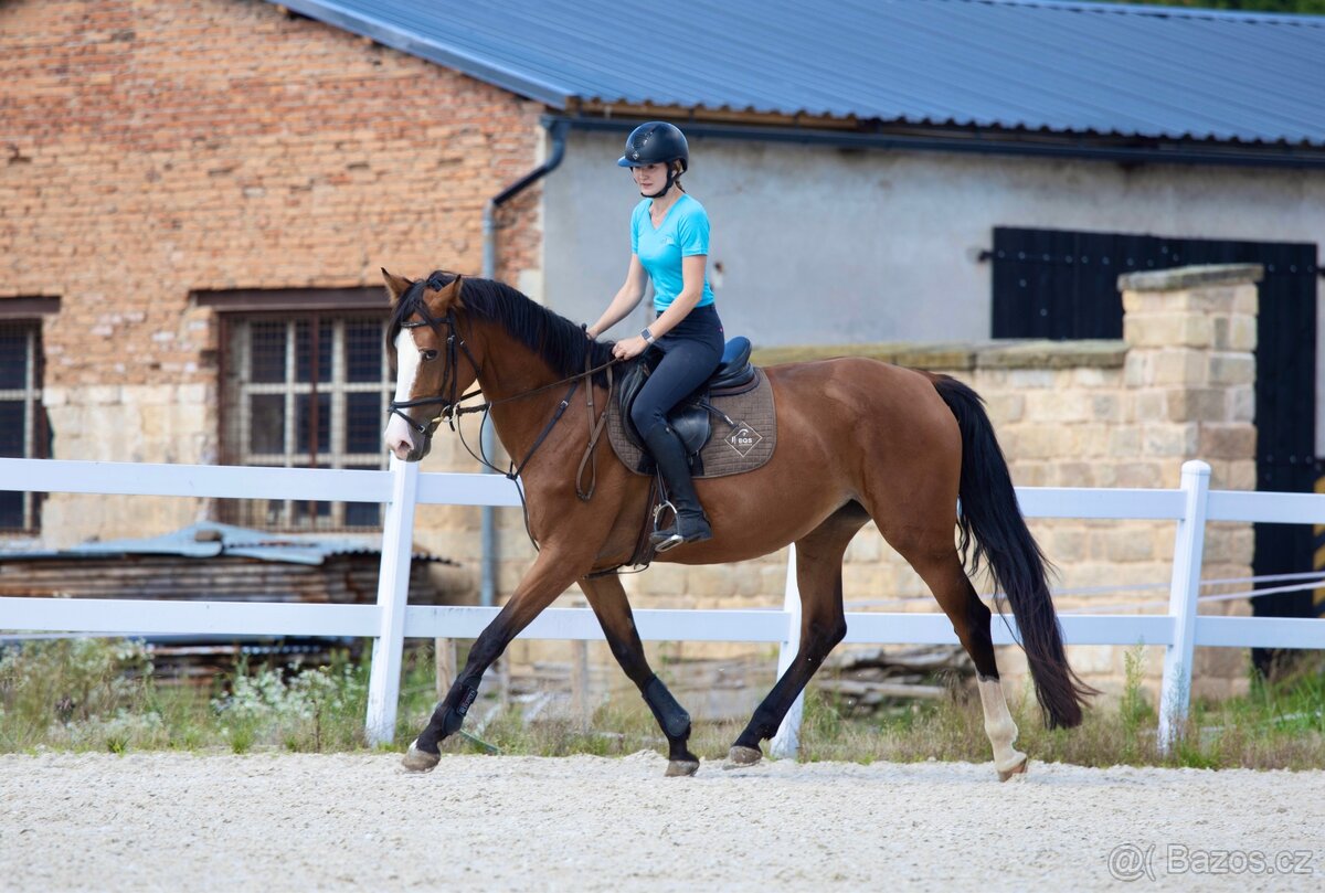 4-letá klisna k prodeji