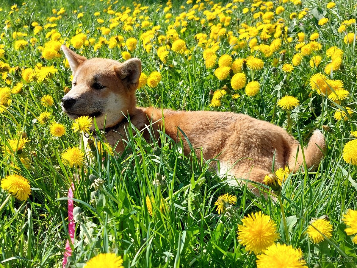 Shiba inu s PP