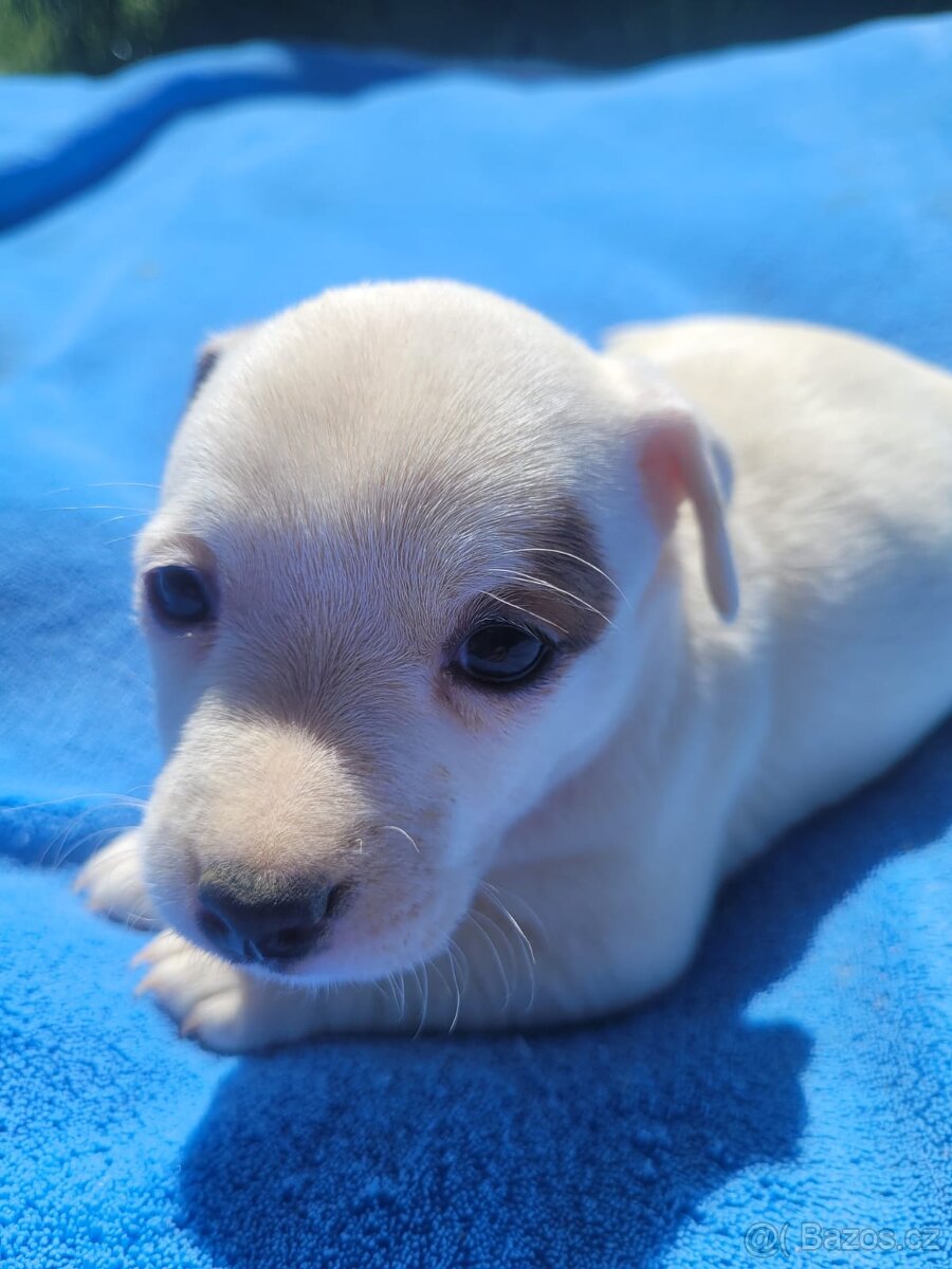 Jack Russel teriér