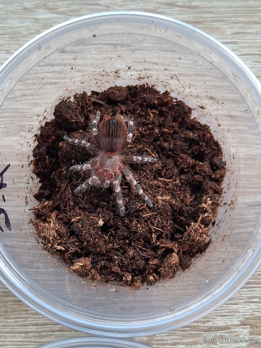 Sklípkani Acanthoscurria geniculata