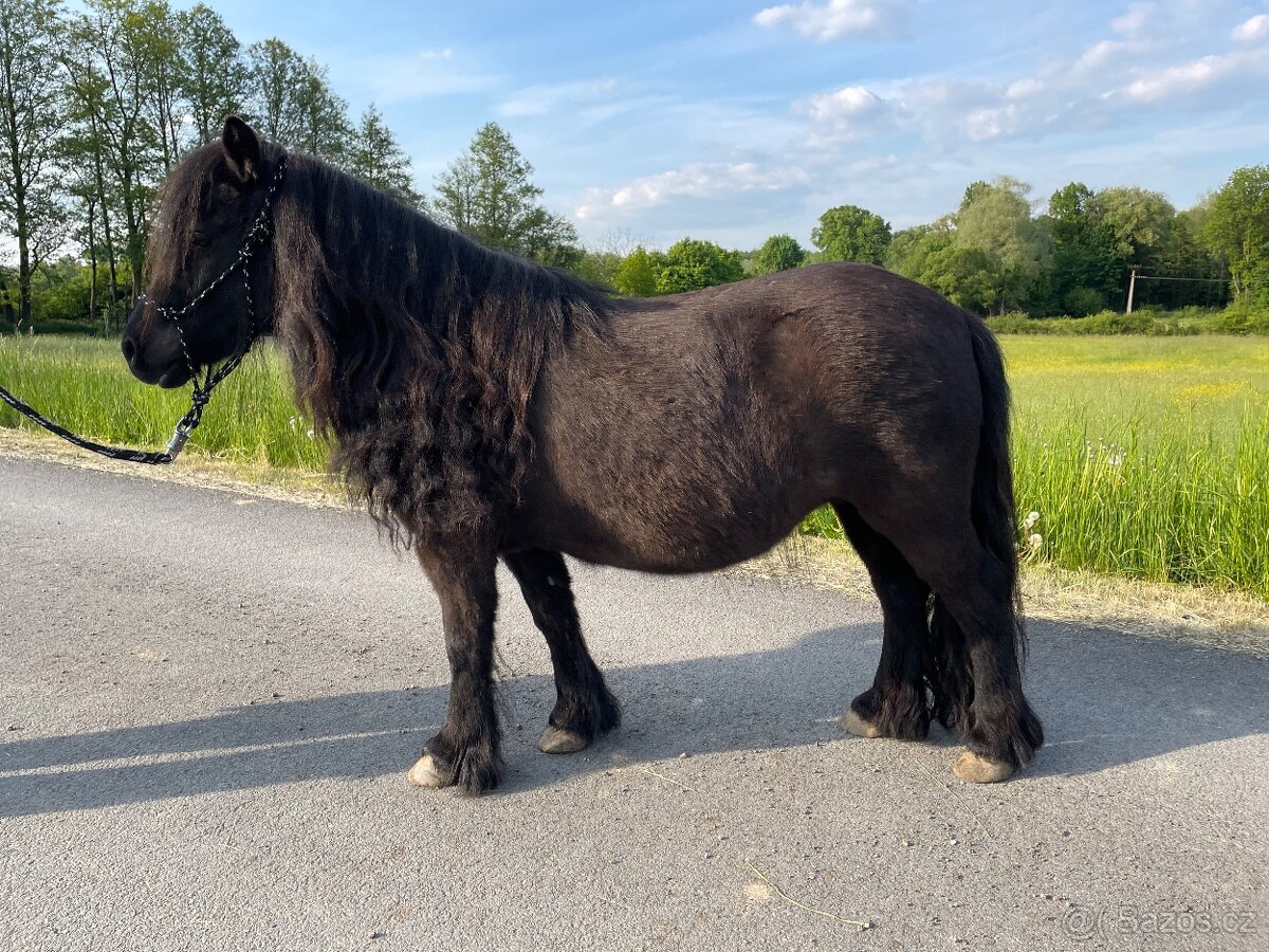 PONY SHETLAND