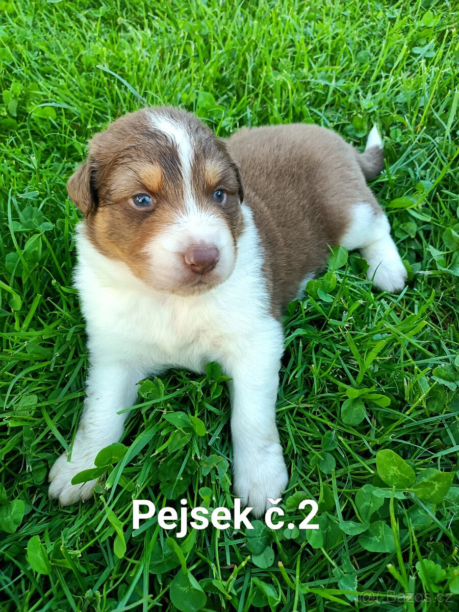 Australský ovčák - štěňata bez PP
