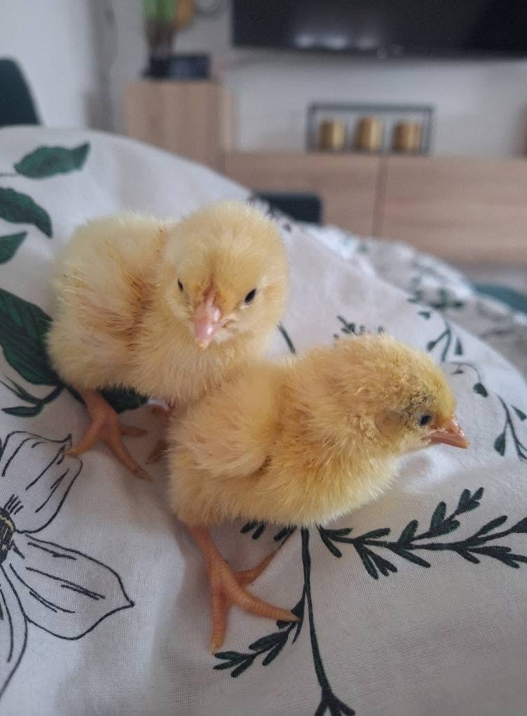 KUŘÁTKA - LEGHORN AMERICKY čistokrevna
