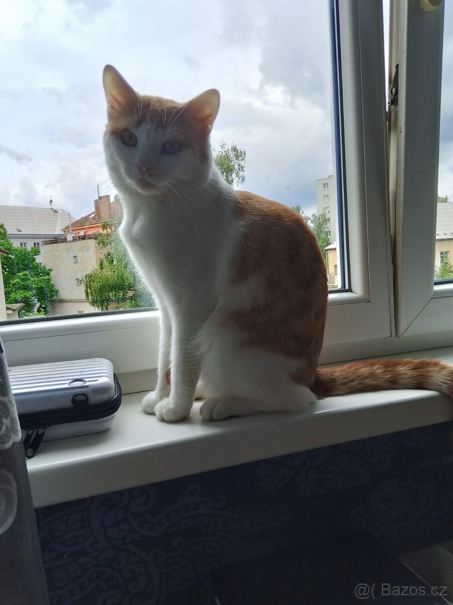 Darují kocoura do dobrých rukou důvod jsem nemocná