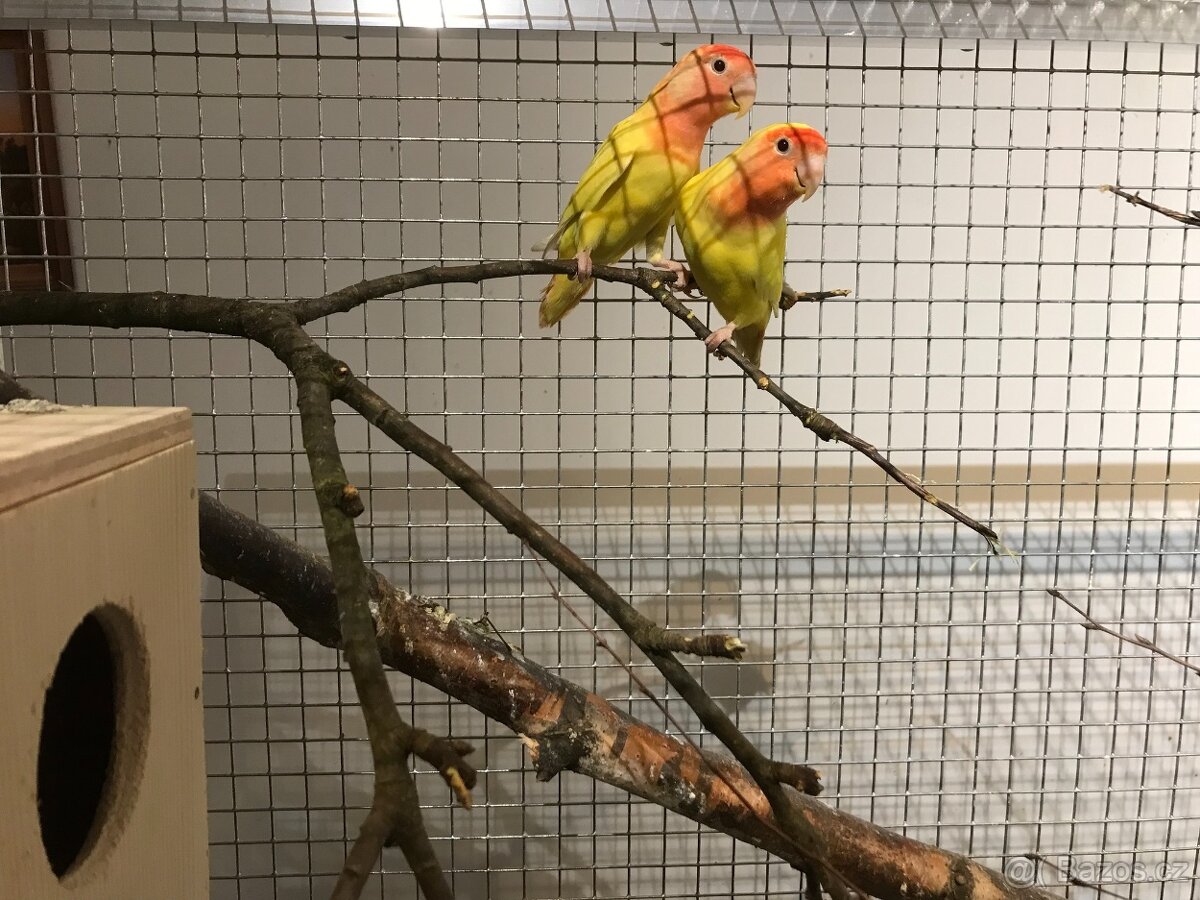 Agapornis růžohrdlý