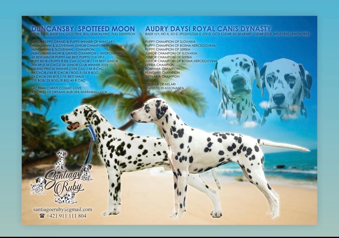 🐾 DALMATÍNSKE ŠTENIATKA S PP – VRH "A" 🐾