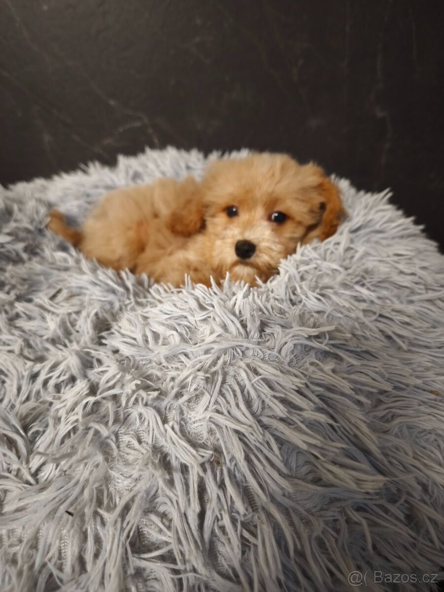 Maltipoo pejsek k odběru