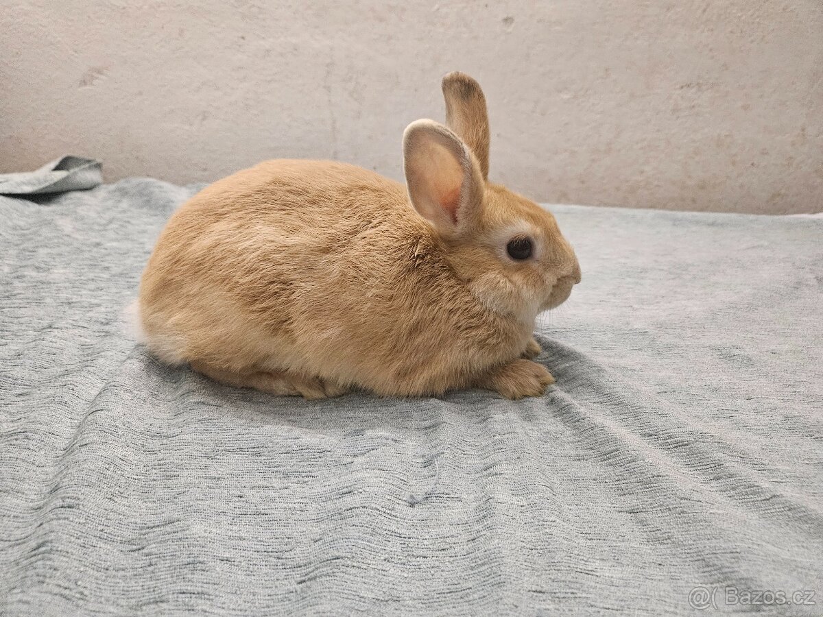 Zakrslý králíček