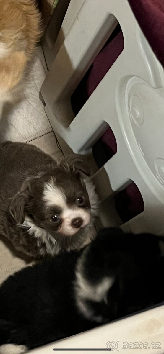 2x dlouhosrstý pejsek s PP FCI, čivava