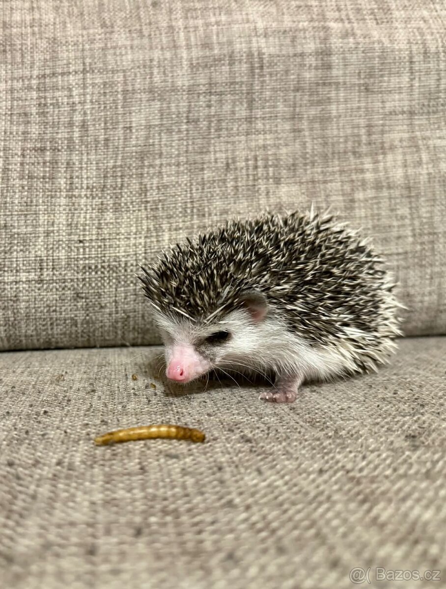 Ježek bělobřichý