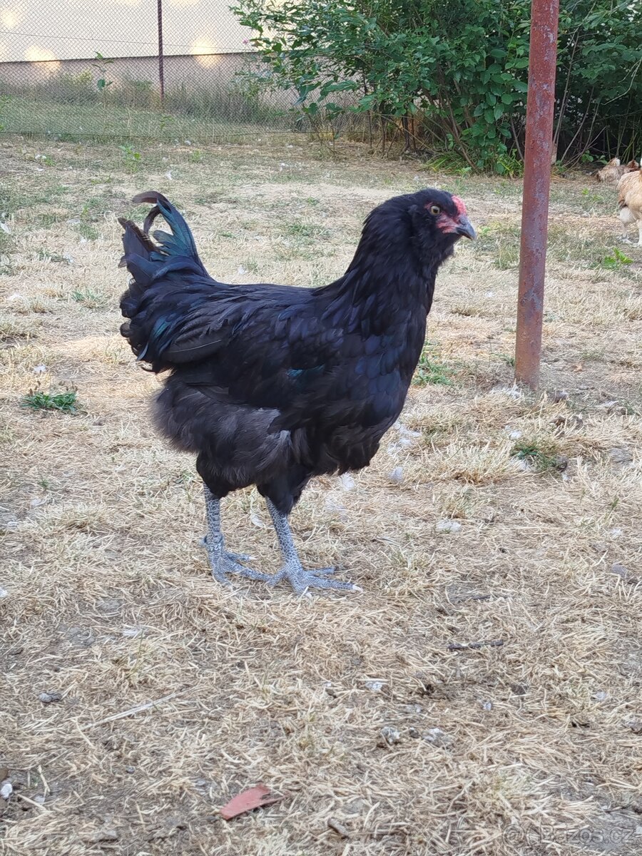 Ameraucana