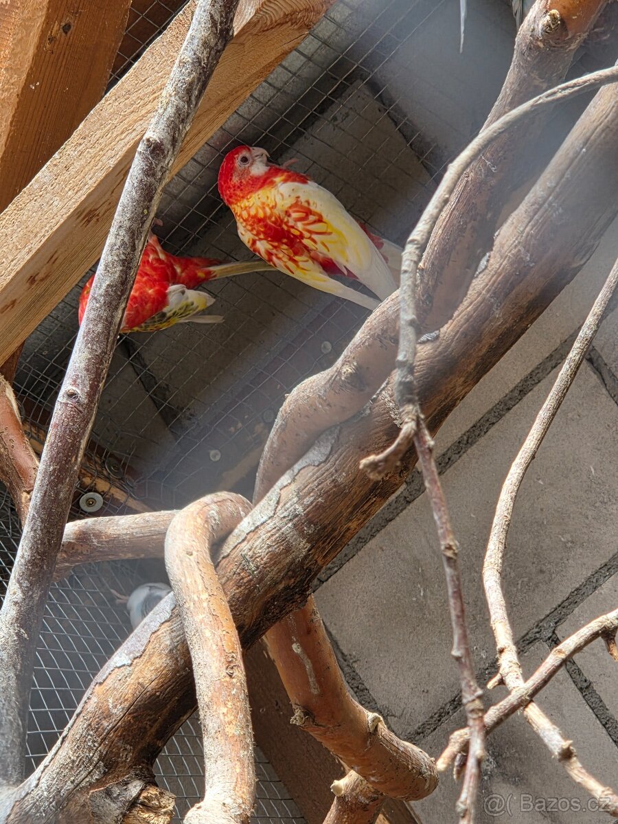 Rosela pestra