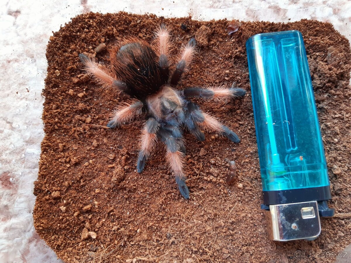 Sklípkan Brachypelma emilia - samička