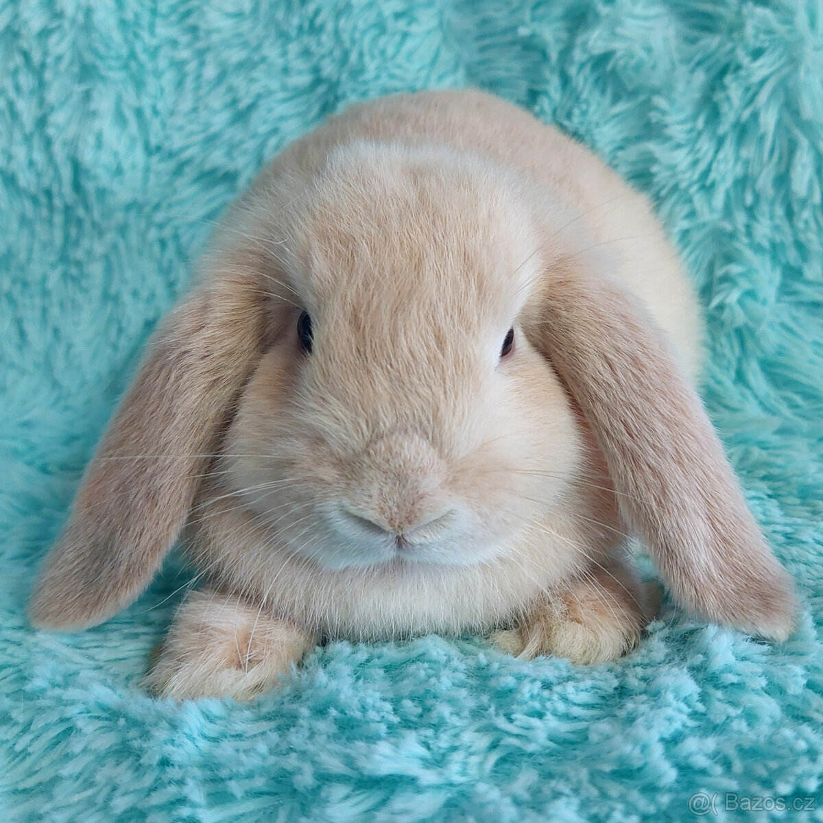 Zakrslý beránek 🍀 MERUŇKA 🍀