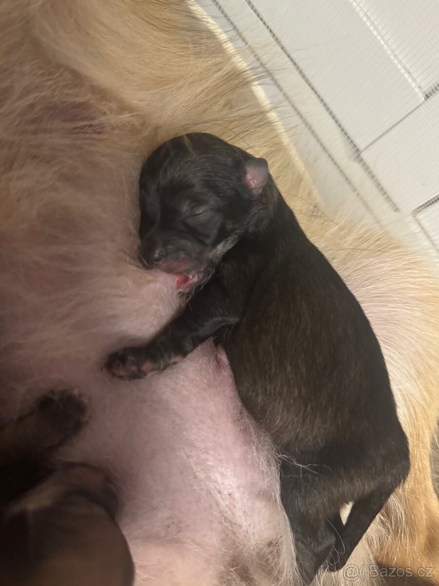 Německý špic pomeranian 🐾