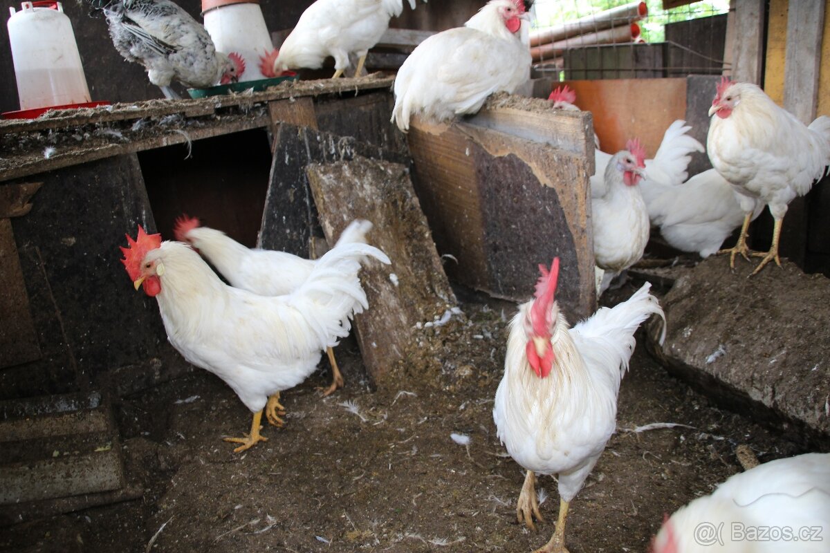 Kohouti leghorn + ayam cemani