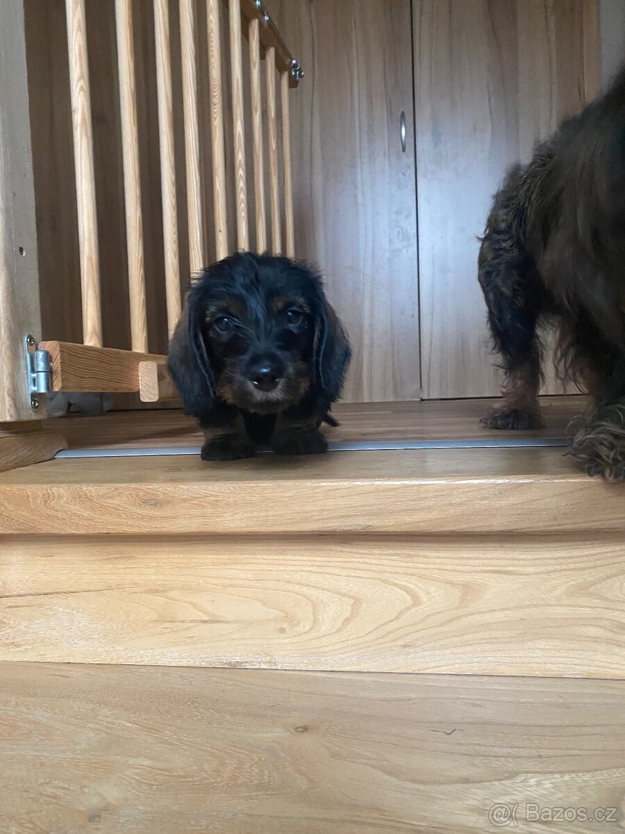 Štěně jezevčík drsnosrstý bez PP