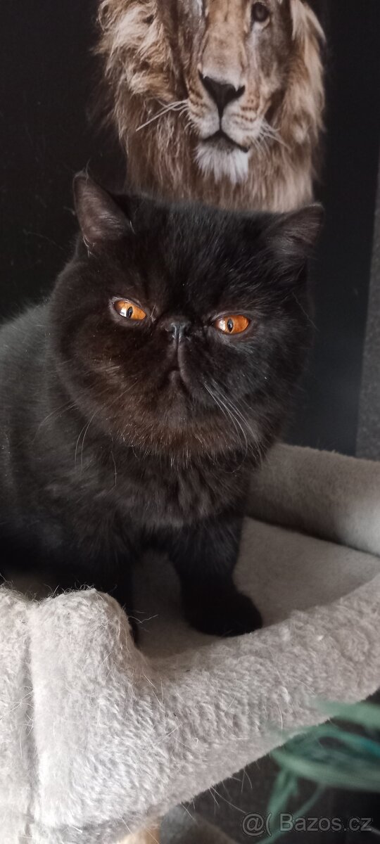 Perska a exotická kotatka