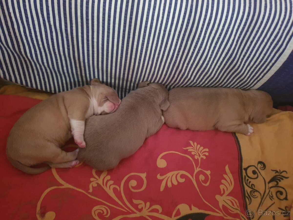 American Bully pocket