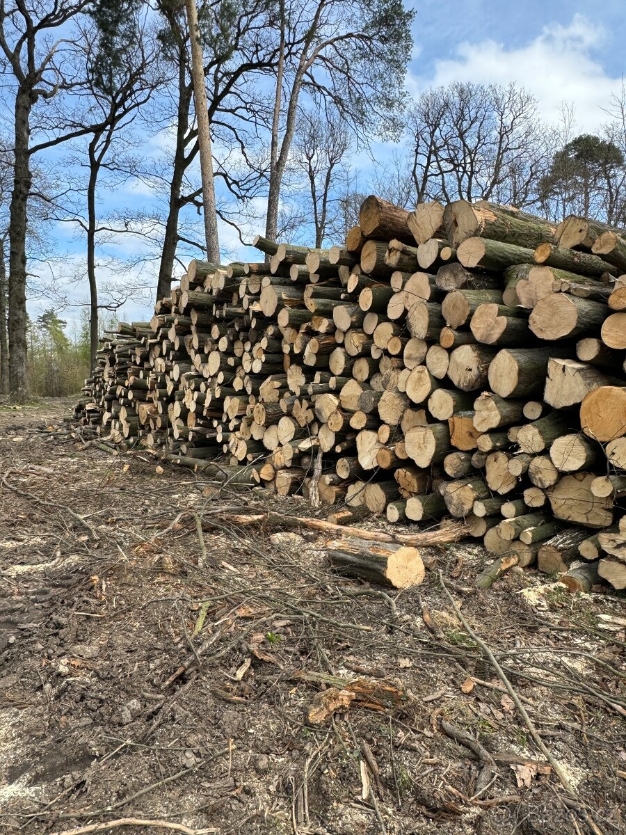 Palivové dřevo tvrdé