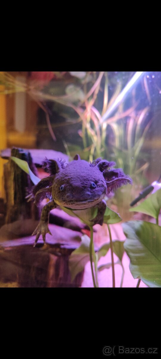 Axolotli + akvárium