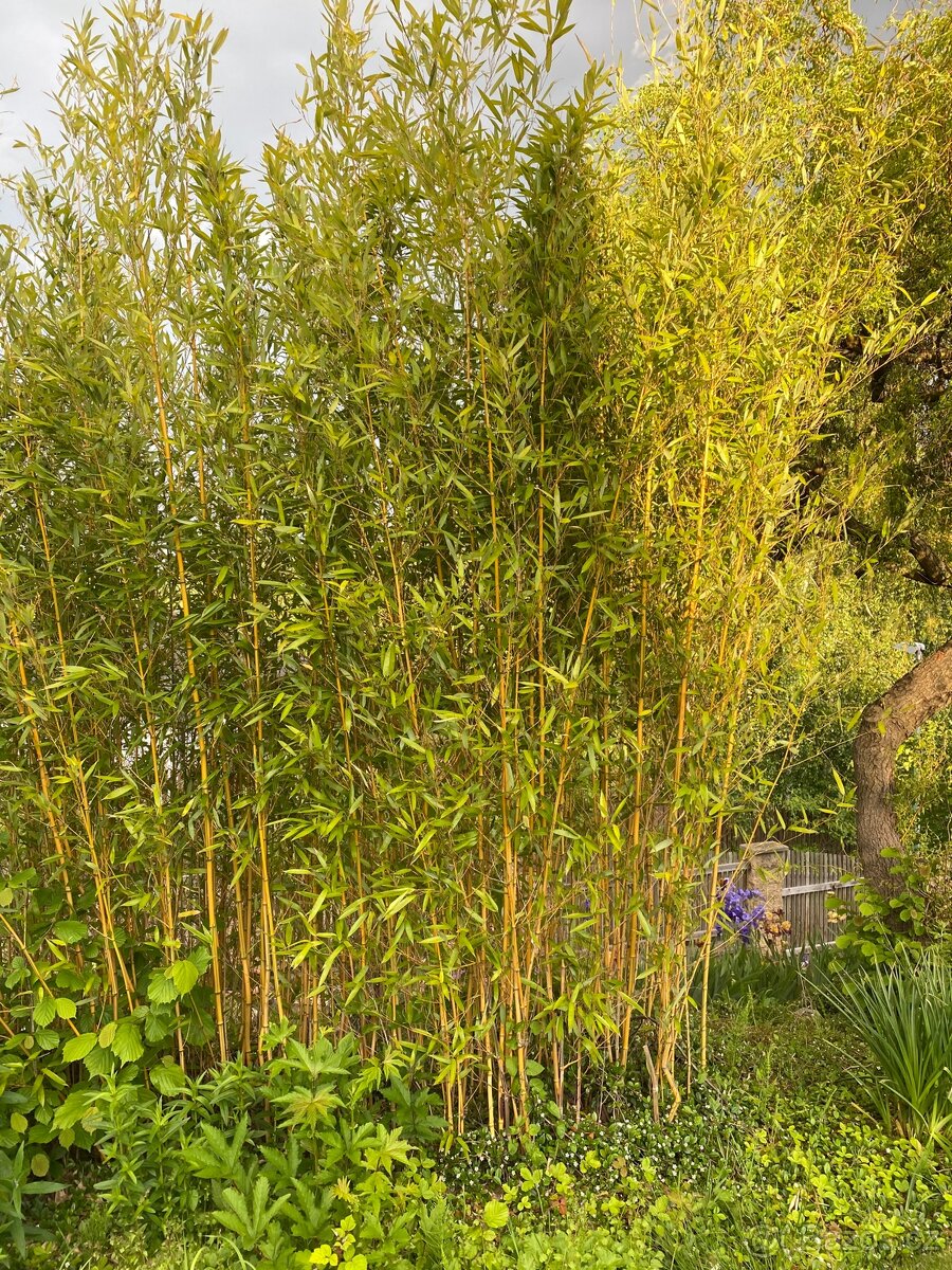 Prodám bambus Phyllostachys aureosulcata