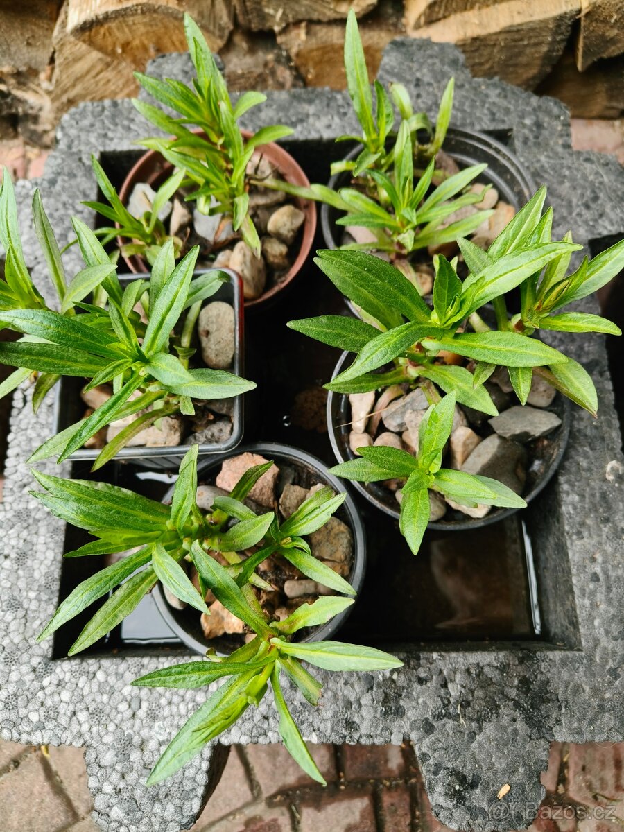 Kejklířka fialová (Mimulus ringens)