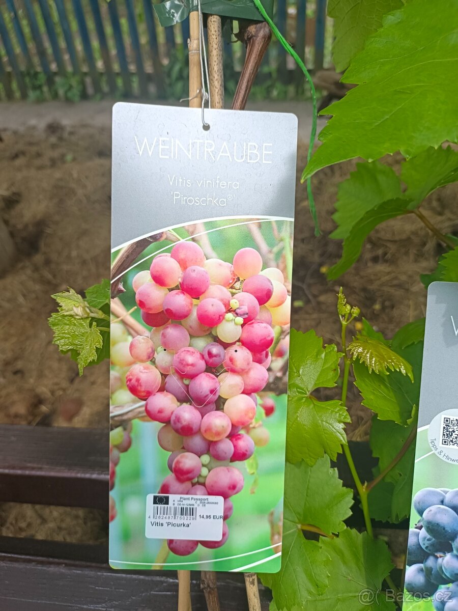 Vinná réva velkoplodá sladká rezistentní 395 Kč již plodící