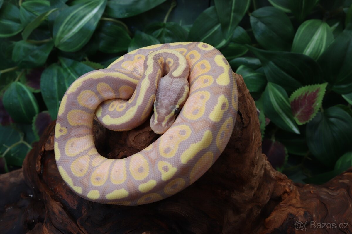 Krajta královská - Banana - samice