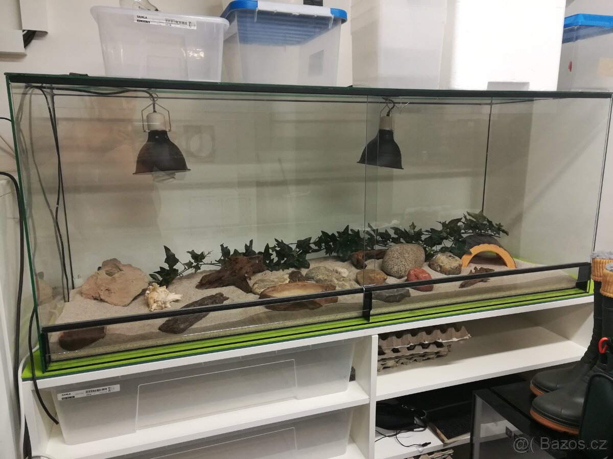 Terarium starsi 120dx65hx50v