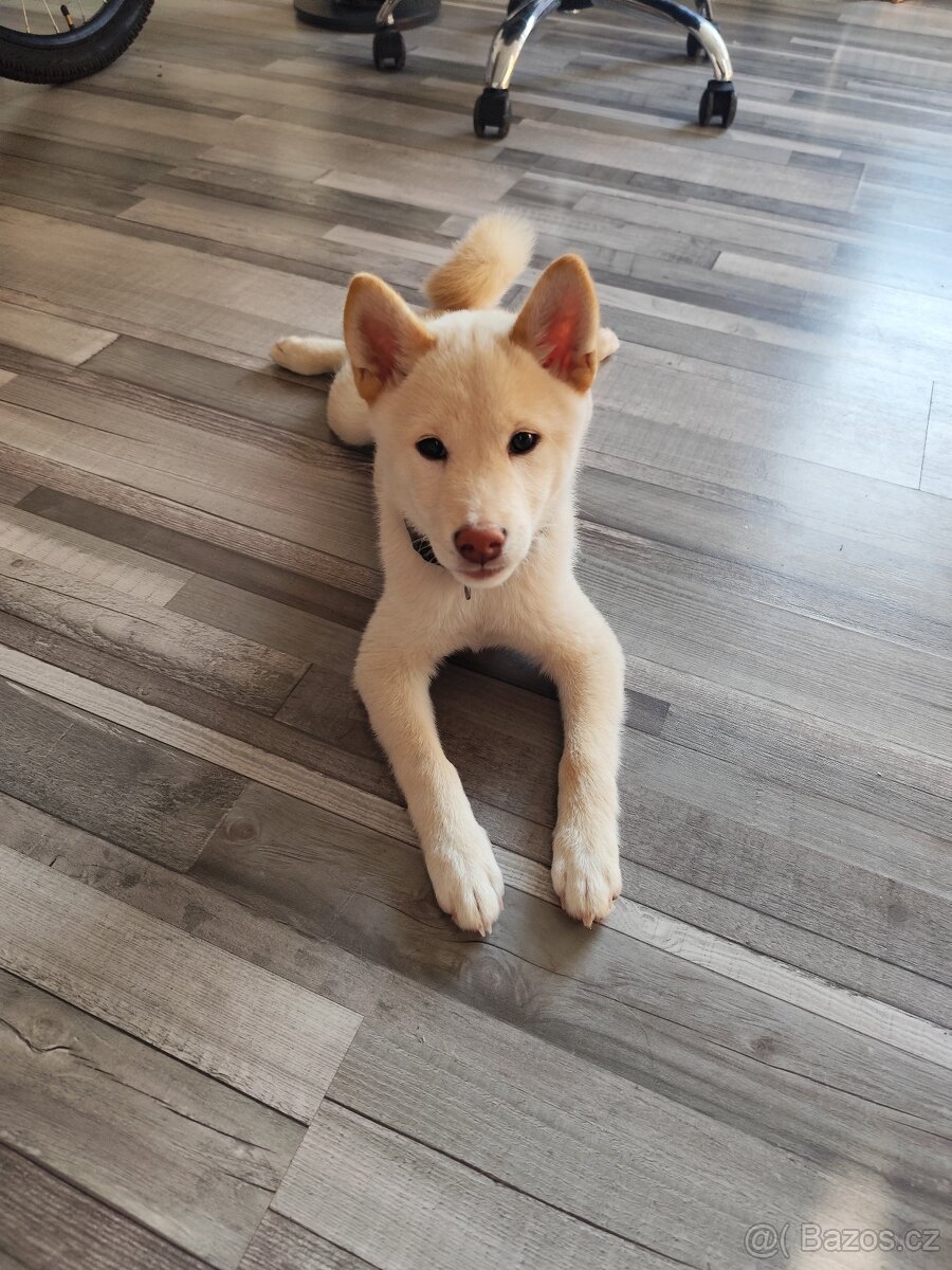 Shiba inu s PP
